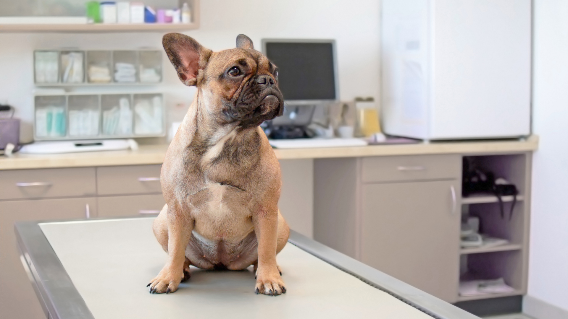 South Side Animal Hospital - 19