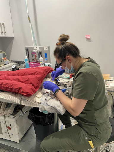 South Side Animal Hospital Dentistry