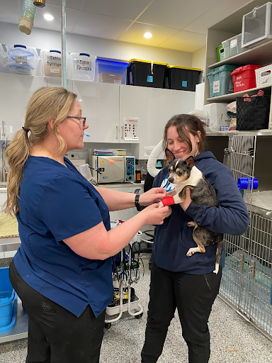 South Side Animal Hospital Medical Procedures and Treatments
