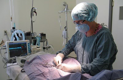 South Side Animal Hospital Surgery