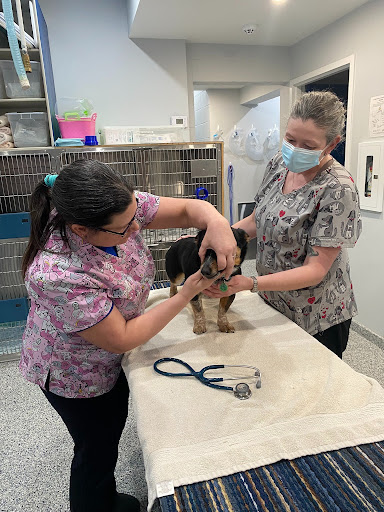 South Side Animal Hospital - Wellness Exams and Vaccinations