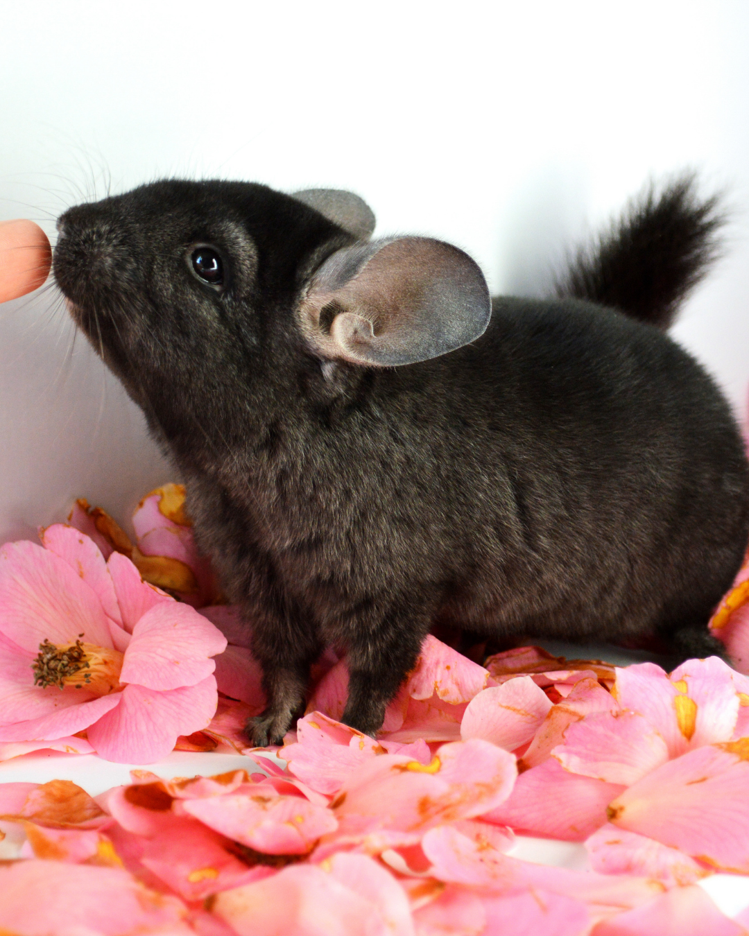 South Side Animal Hospital - exotic pets 2