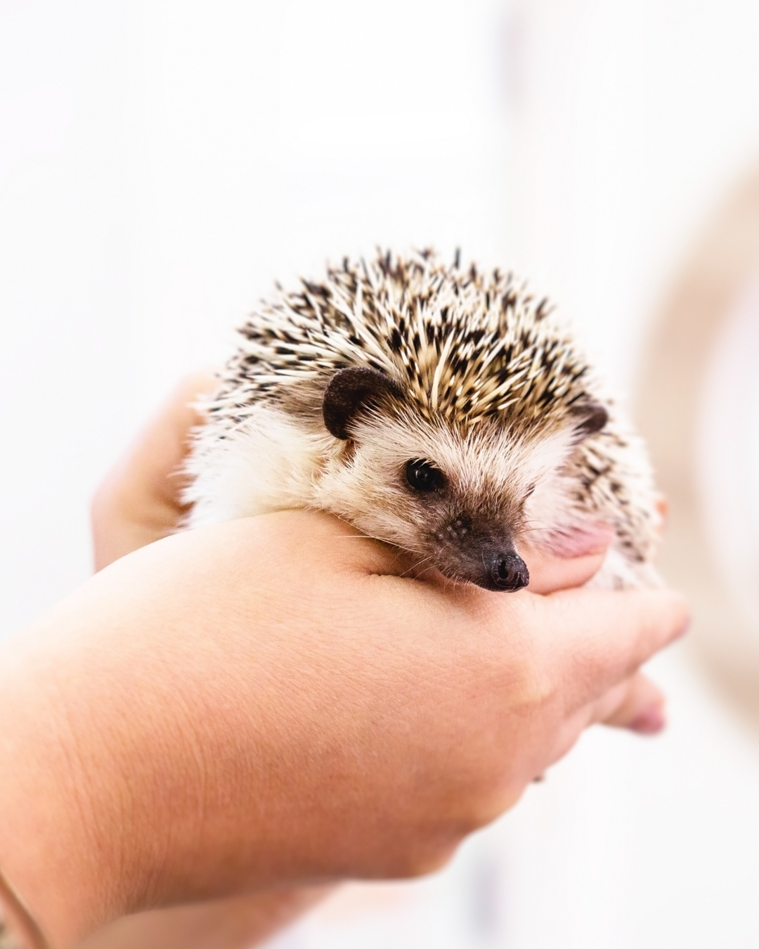 South Side Animal Hospital - exotic pets