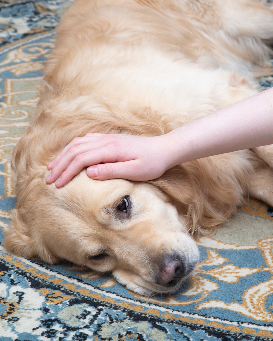 South Side Animal Hospital - sick dog